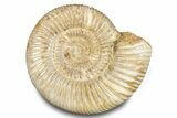 Polished Jurassic Ammonite (Kranosphinctes) - Madagascar #283214-1